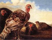 CUYP, Aelbert Domestic Fowl  fg oil painting artist